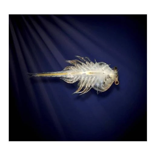 Aqua Dragons - Mundo Submarino 4 Aqua Dragons - Mundo Submarino - Imagen 4