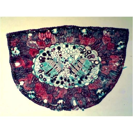 Bresser Muestras (25 Piezas) Preparadas Para Microscopio 3 Bresser Muestras (25 Piezas) Preparadas Para Microscopio - Imagen 3