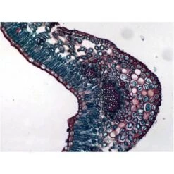 Bresser Muestras (25 Piezas) Preparadas Para Microscopio 10 Bresser Muestras (25 Piezas) Preparadas Para Microscopio -Toys R Us Ventas medias 2143