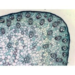 Bresser Muestras (25 Piezas) Preparadas Para Microscopio 11 Bresser Muestras (25 Piezas) Preparadas Para Microscopio -Toys R Us Ventas medias 2144