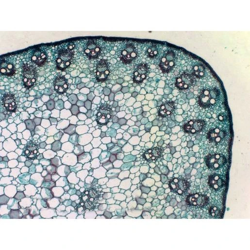 Bresser Muestras (25 Piezas) Preparadas Para Microscopio 5 Bresser Muestras (25 Piezas) Preparadas Para Microscopio - Imagen 5