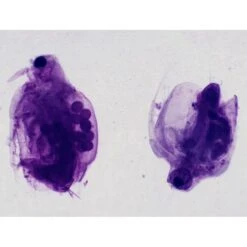 Bresser Muestras (25 Piezas) Preparadas Para Microscopio 12 Bresser Muestras (25 Piezas) Preparadas Para Microscopio -Toys R Us Ventas medias 2145