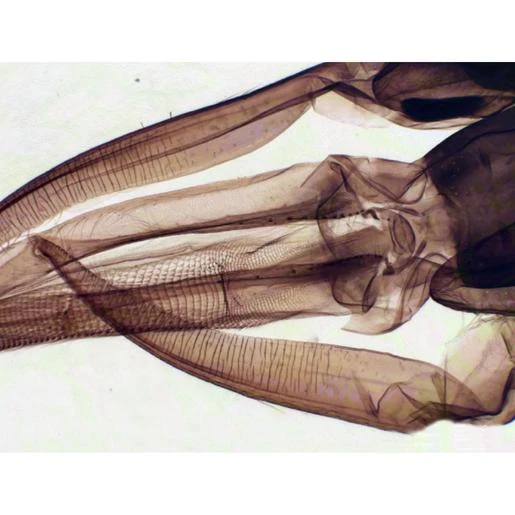 Bresser Muestras (25 Piezas) Preparadas Para Microscopio 7 Bresser Muestras (25 Piezas) Preparadas Para Microscopio - Imagen 7
