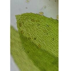 Microscopio Bresser Erudit Basic Binocular 40-400x 12 Microscopio Bresser Erudit Basic Binocular 40-400x -Toys R Us Ventas medias 2203