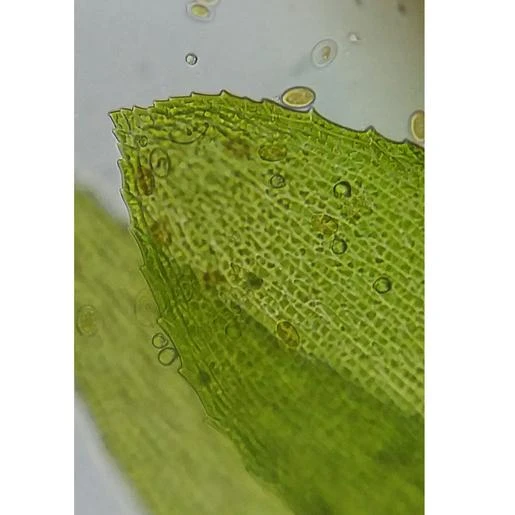 Microscopio Bresser Erudit Basic Binocular 40-400x 6 Microscopio Bresser Erudit Basic Binocular 40-400x - Imagen 6