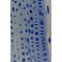 Microscopio Bresser Erudit Basic Binocular 40-400x 13 Microscopio Bresser Erudit Basic Binocular 40-400x -Toys R Us Ventas medias 2204