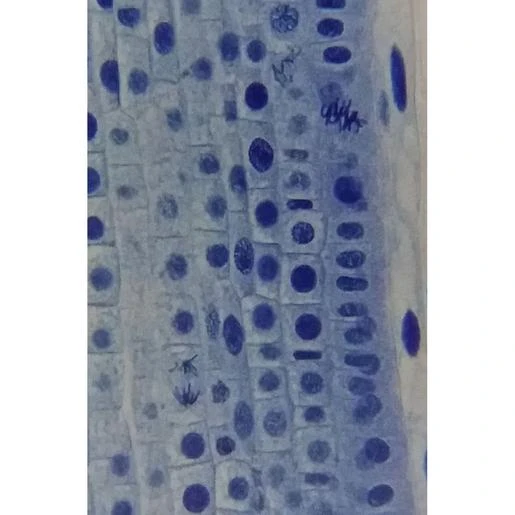 Microscopio Bresser Erudit Basic Binocular 40-400x 7 Microscopio Bresser Erudit Basic Binocular 40-400x - Imagen 7