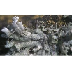 Microscopio Bresser Biolux ICD 20x Binocular -Toys R Us Ventas medias 2352