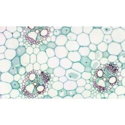 Cámara Ocular Bresser MikrOkular Full HD -Toys R Us Ventas medias 2459