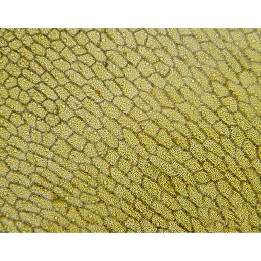 Microscopio Bresser De Enseñanza Con Monitor LCD De Pantalla Táctil Y Conexión HDMI 6 Microscopio Bresser De Enseñanza Con Monitor LCD De Pantalla Táctil Y Conexión HDMI - Imagen 6